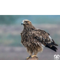 گونه عقاب شاهی Eastern Imperial Eagle